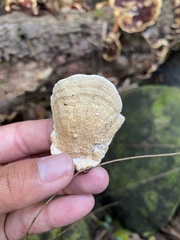 Earliella