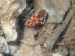 Spilostethus saxatilis