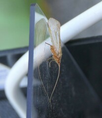 Limnephilus