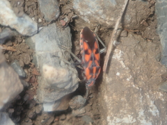 Spilostethus saxatilis