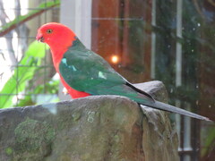 Alisterus scapularis