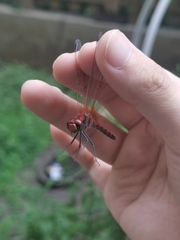 Sympetrum speciosum