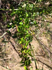 Pittosporum viscidum