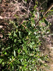 Pittosporum viscidum