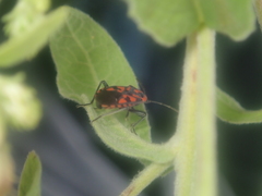 Spilostethus saxatilis