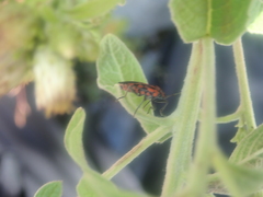 Spilostethus saxatilis