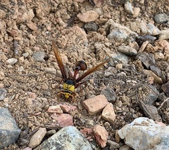 Delta pyriforme pyriforme