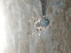 Larinioides ixobolus