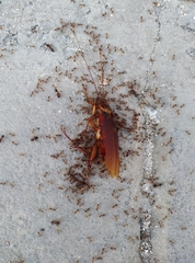 Periplaneta americana