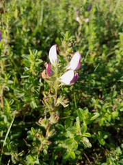 Ononis spinosa