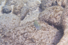 Acanthurus triostegus