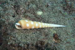 Terebra guttata