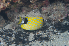 Chaetodon fremblii
