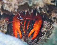 Enoplometopus occidentalis