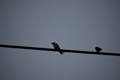 Hirundo rustica gutturalis