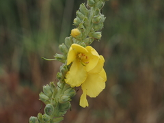 Verbascum phlomoides