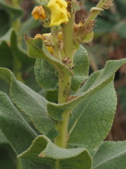 Verbascum phlomoides