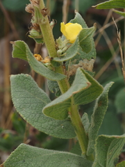 Verbascum phlomoides