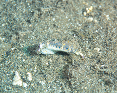 Plakobranchus ocellatus