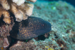 Gymnothorax flavimarginatus