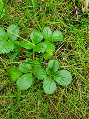 Fragaria