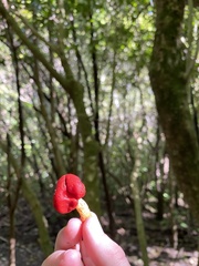 Leratiomyces erythrocephalus
