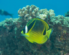 Chaetodon lunula