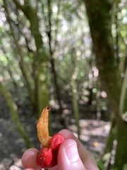 Leratiomyces erythrocephalus