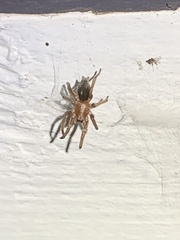 Scotophaeus blackwalli