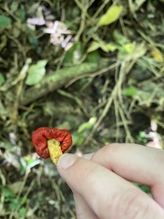 Leratiomyces erythrocephalus