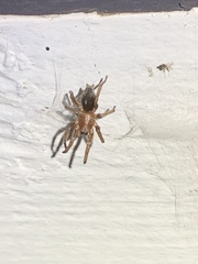 Scotophaeus blackwalli