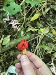Leratiomyces erythrocephalus