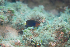 Centropyge fisheri