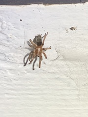 Scotophaeus blackwalli