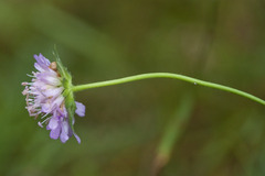 Knautia dipsacifolia