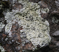 Lepraria membranacea