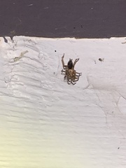 Scotophaeus blackwalli