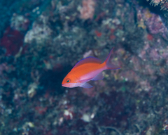 Nemanthias bicolor
