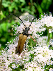 Stictoleptura rubra