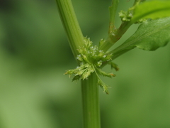 Rumex palustris