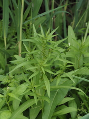 Rumex palustris