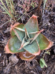 Aloe simii