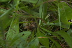 Knautia dipsacifolia