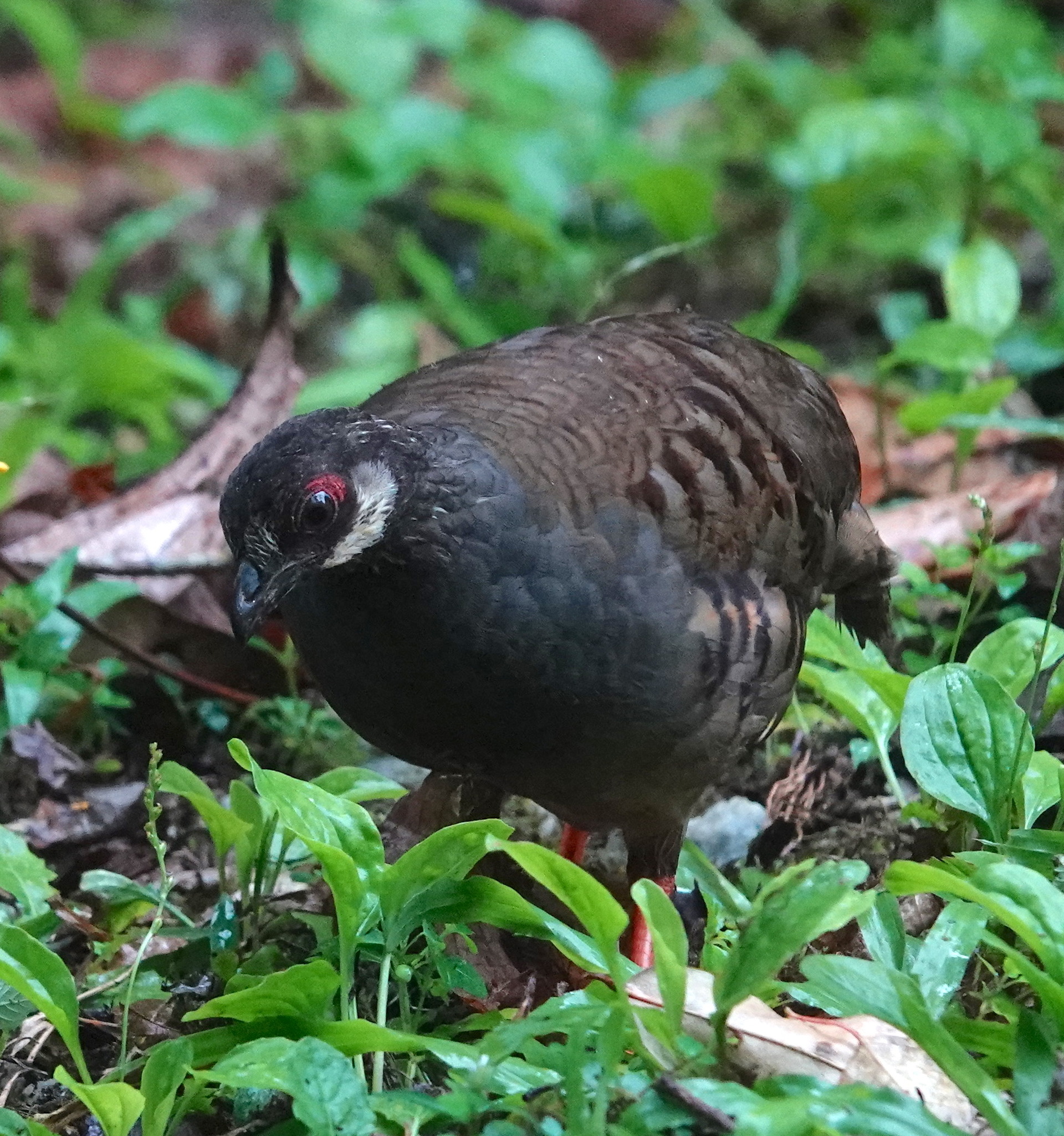 Malayan Partridge (Arborophila campbelli), photo 5