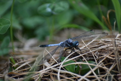 Orthetrum albistylum speciosum