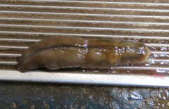 Triboniophorus graeffei