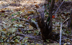 Campethera bennettii