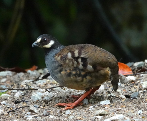 Malayan Partridge (Arborophila campbelli), photo 6