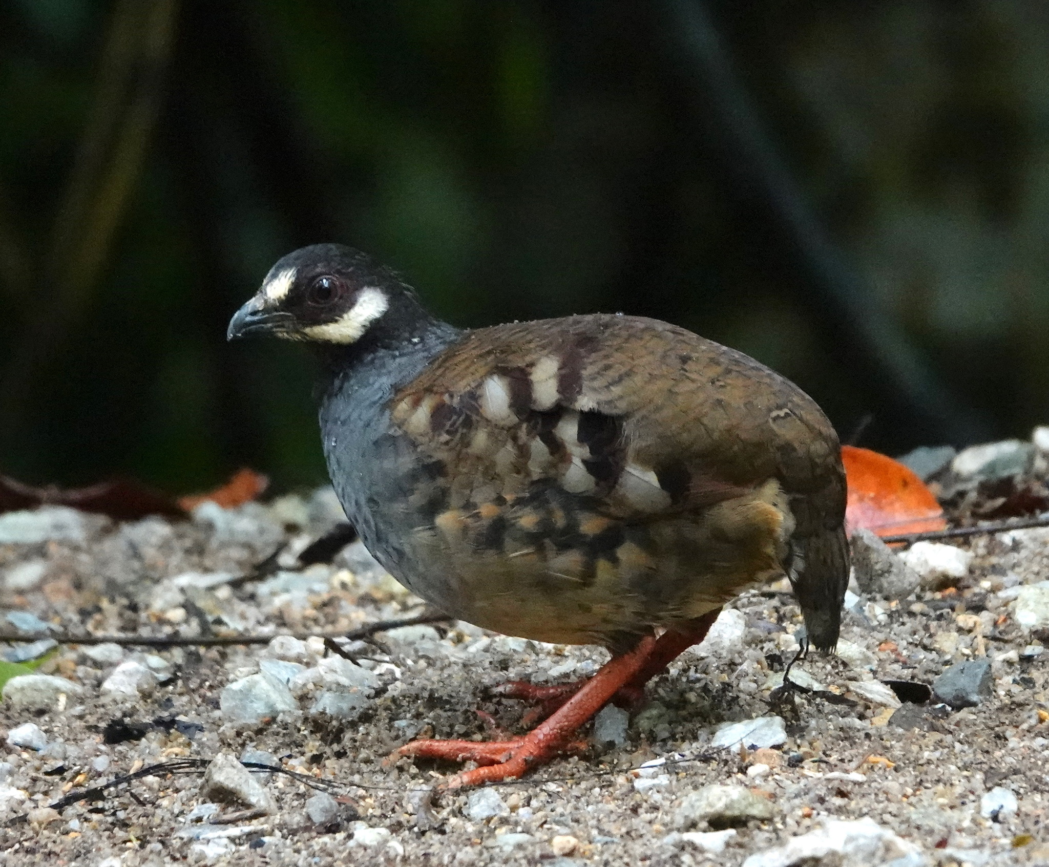 Malayan Partridge (Arborophila campbelli), photo 6