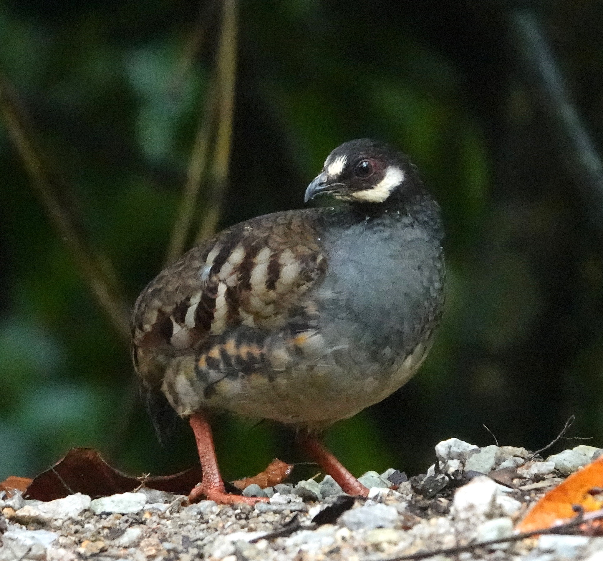 Malayan Partridge (Arborophila campbelli), photo 7